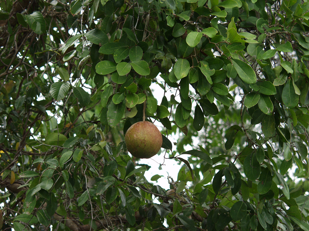 Image of Xylocarpus granatum specimen.