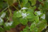 familia Lamiaceae. Верхушка побега с крупинками снега. Краснодарский край, г. Сочи, Лазаревский р-н, пос. Солоники, горный лес. 24.11.2017.