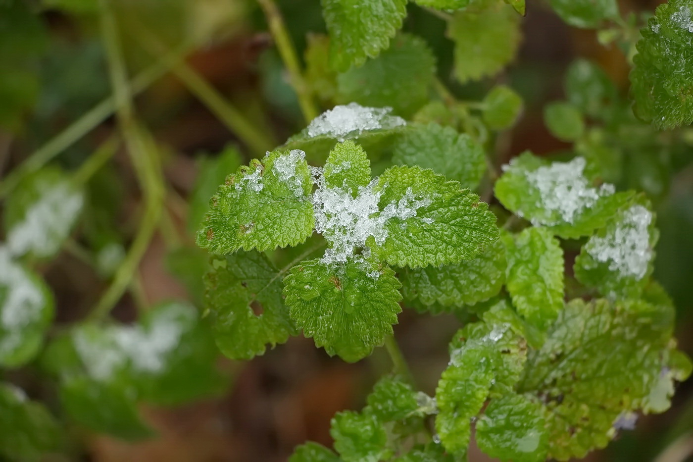 Изображение особи семейство Lamiaceae.