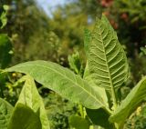 Nicotiana tabacum