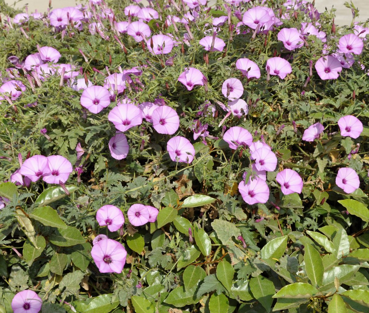 Image of Convolvulus althaeoides specimen.