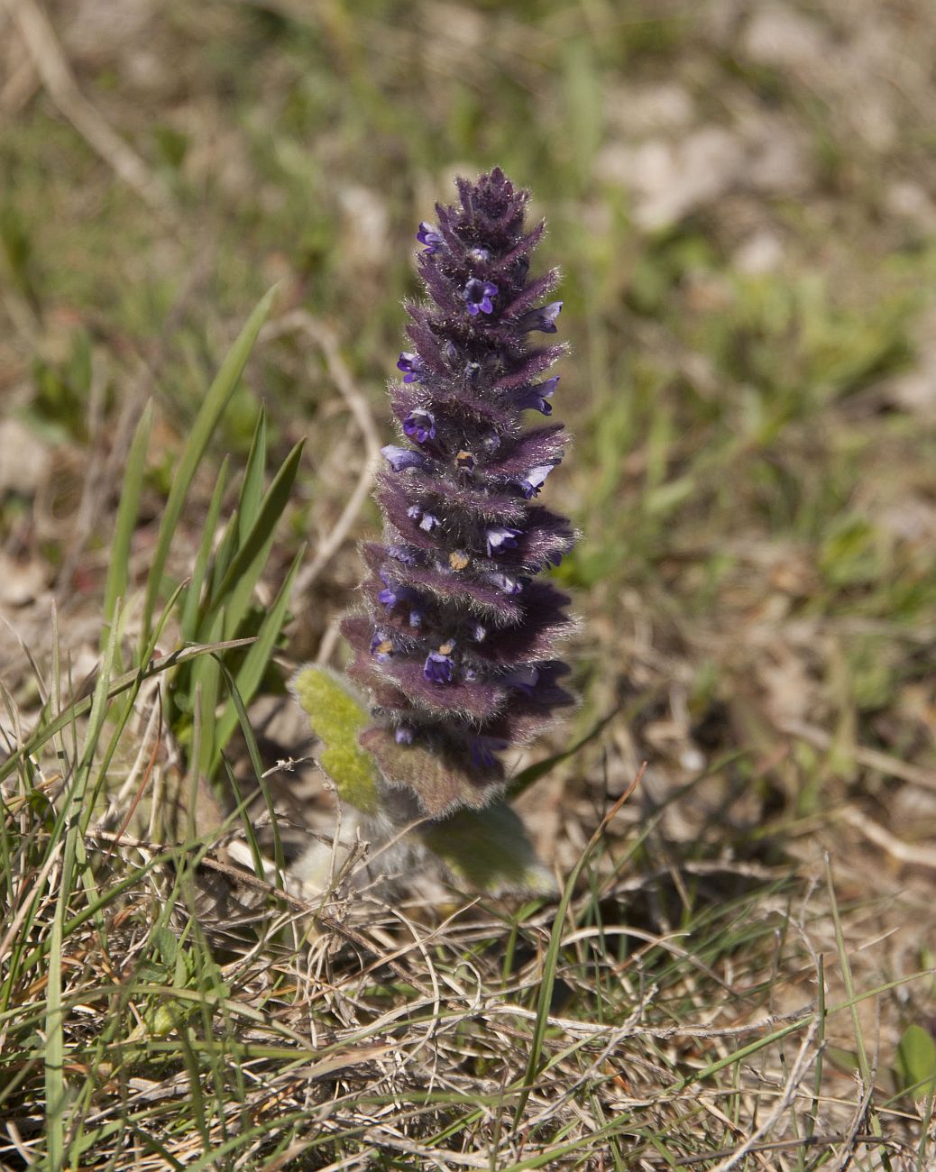 Изображение особи Ajuga orientalis.