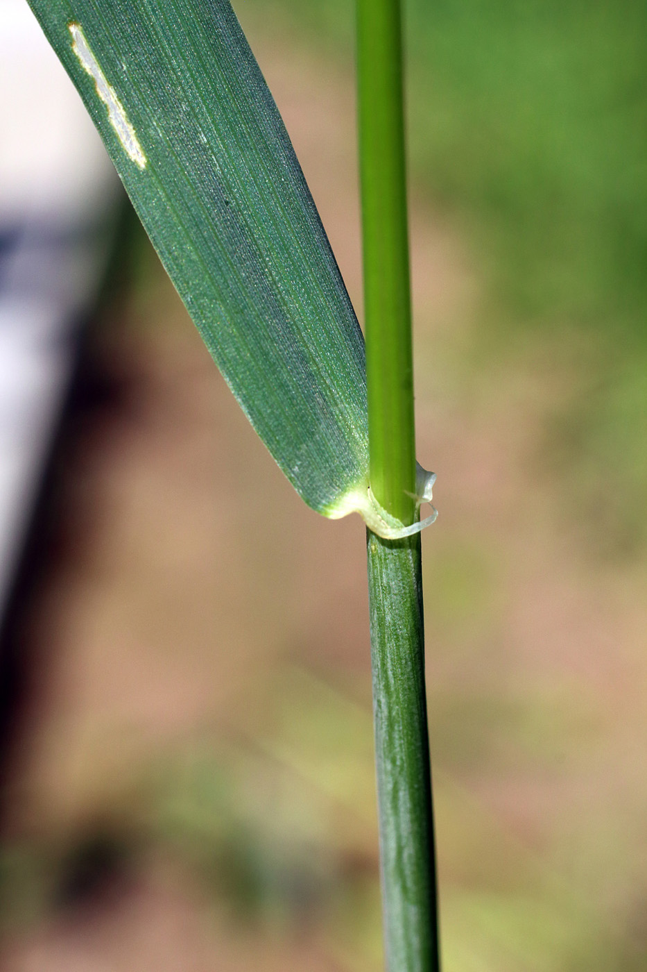 Image of Hordeum leporinum specimen.