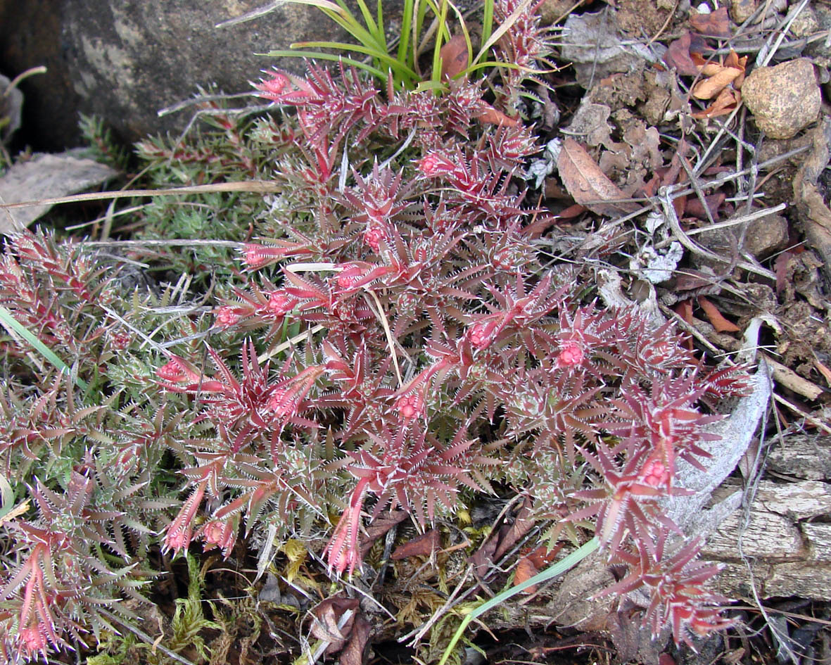 Image of Saxifraga bronchialis specimen.