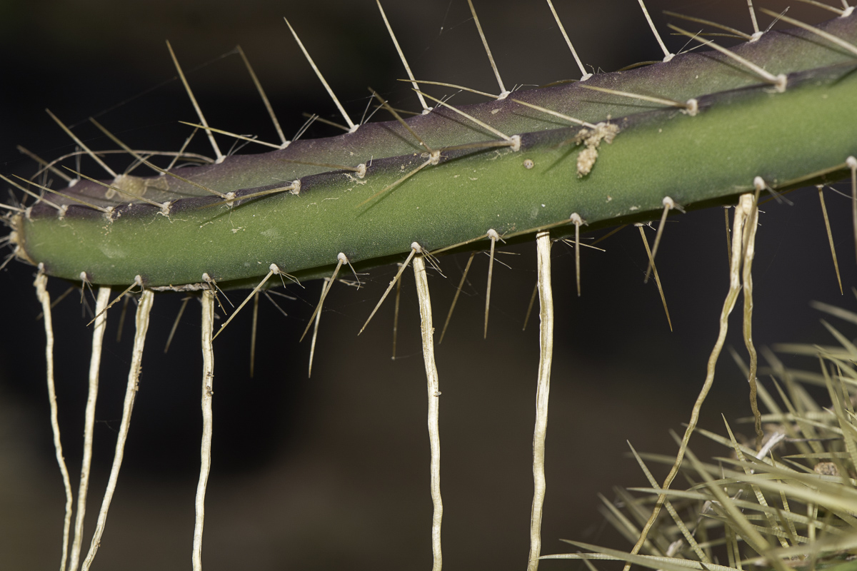 Image of Selenicereus grandiflorus specimen.