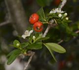 Pyracantha rogersiana