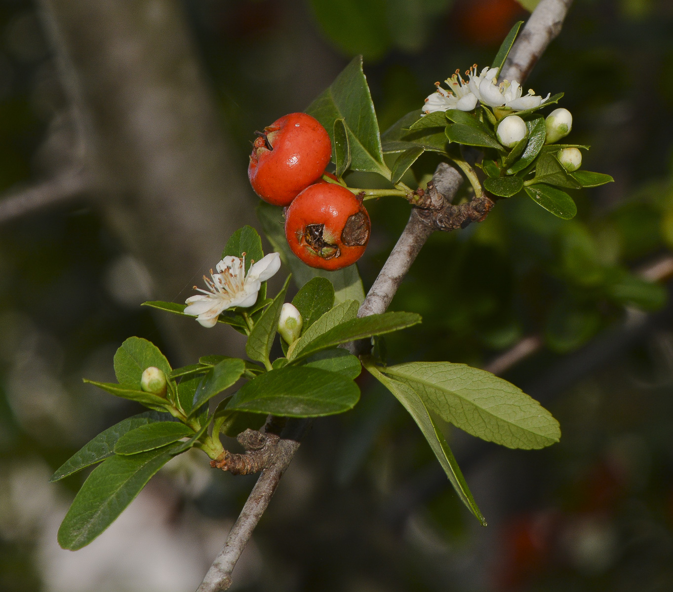 Image of Pyracantha rogersiana specimen.