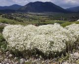 Cerastium candidissimum