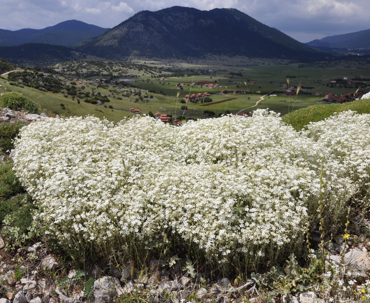 Изображение особи Cerastium candidissimum.