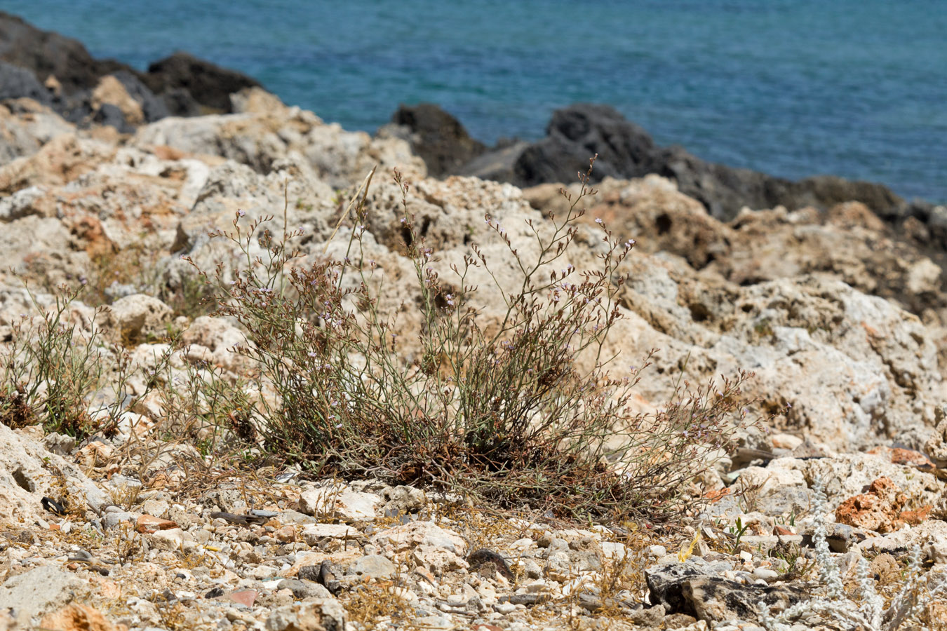 Image of Limonium roridum specimen.