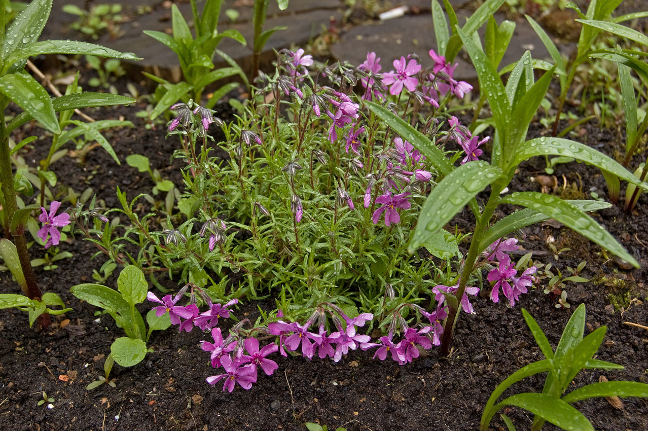 Изображение особи Phlox subulata.