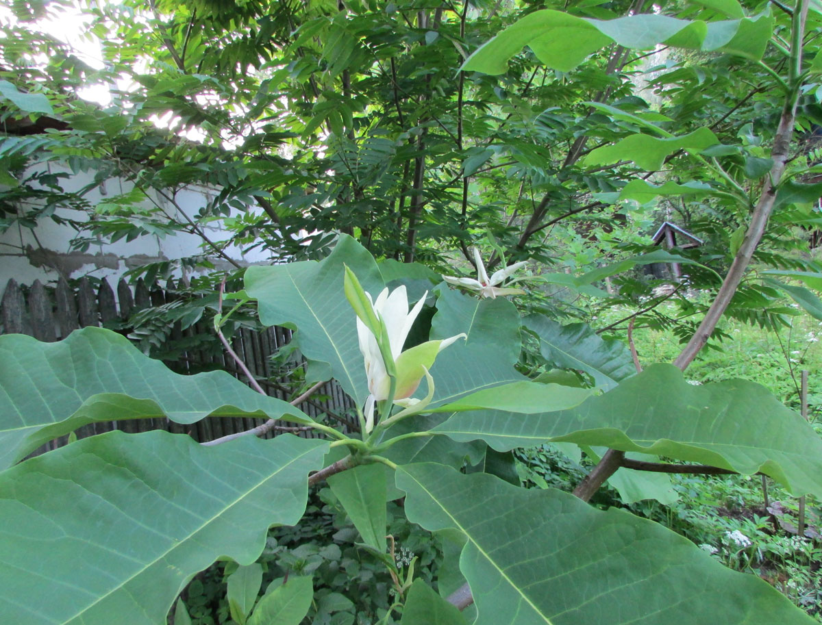 Image of Magnolia tripetala specimen.