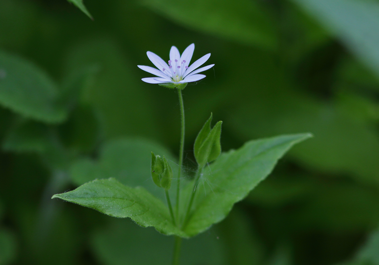 Image of Stellaria bungeana specimen.