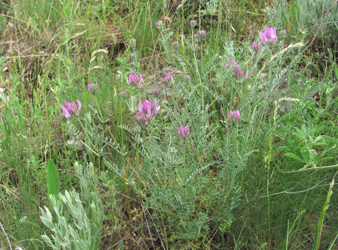 Изображение особи Astragalus bungeanus.