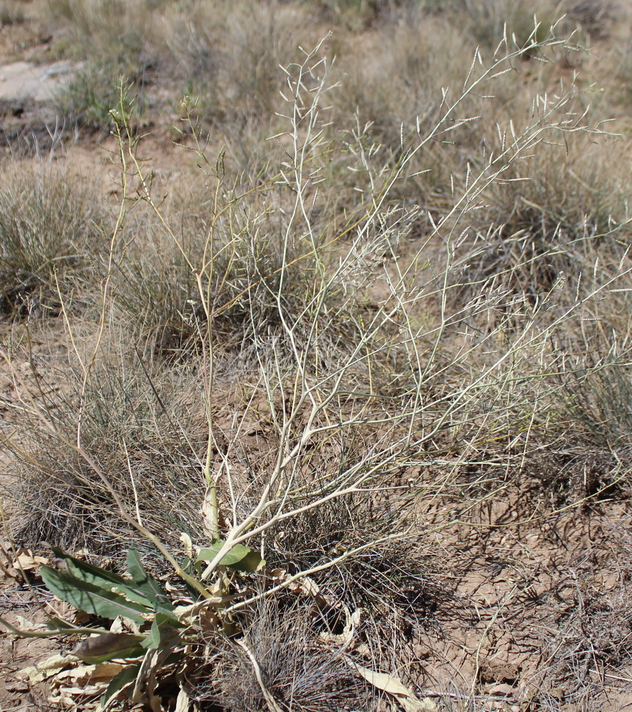 Image of Erucastrum armoracioides specimen.