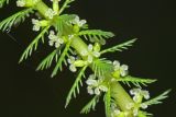 Myriophyllum verticillatum. Часть надводного побега с цветками. Приморский край, Кавалеровский р-н, на правом берегу р. Зеркальная вблизи устья, небольшое озеро. 10.08.2018.