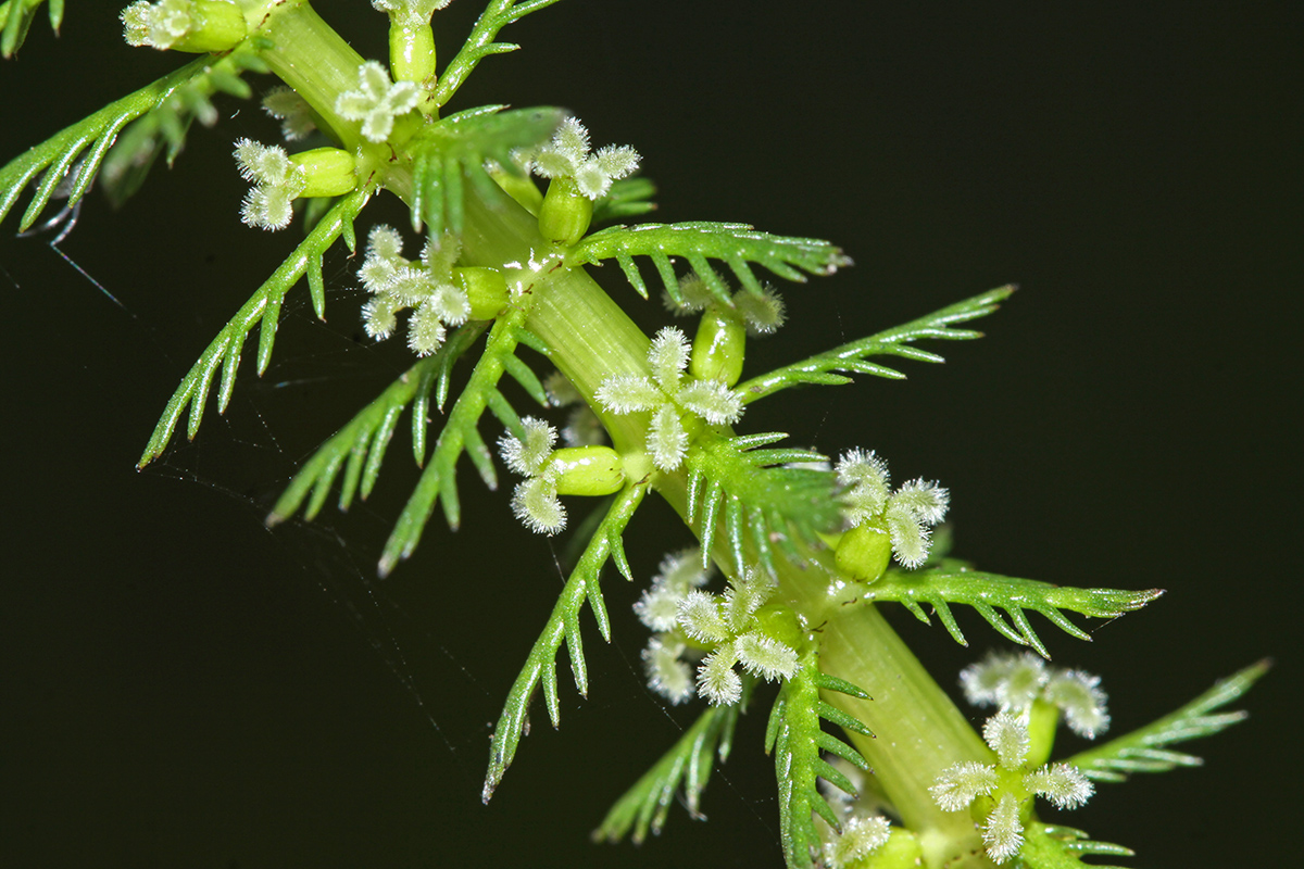 Изображение особи Myriophyllum verticillatum.