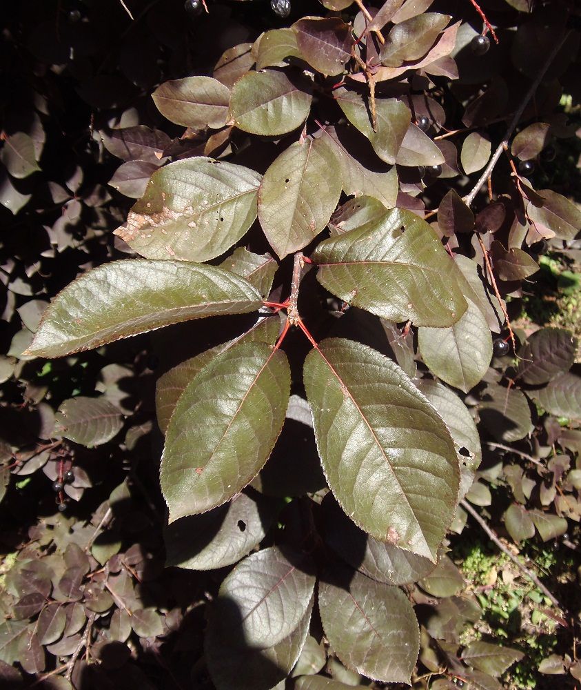 Изображение особи Padus virginiana.