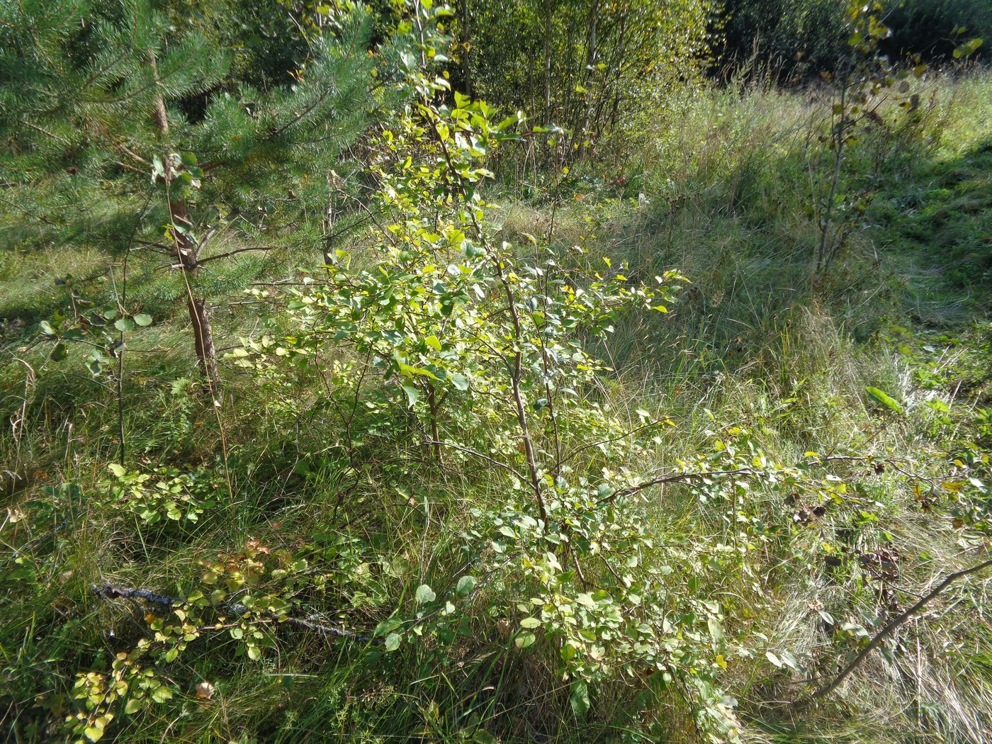 Изображение особи Malus domestica.