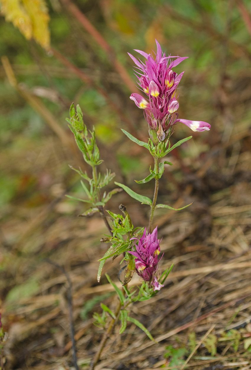 Image of Melampyrum arvense specimen.