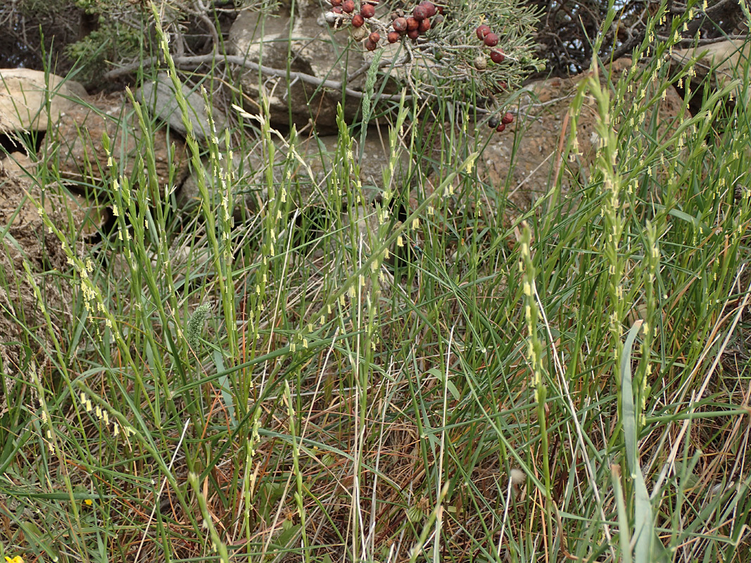 Image of Lolium rigidum specimen.