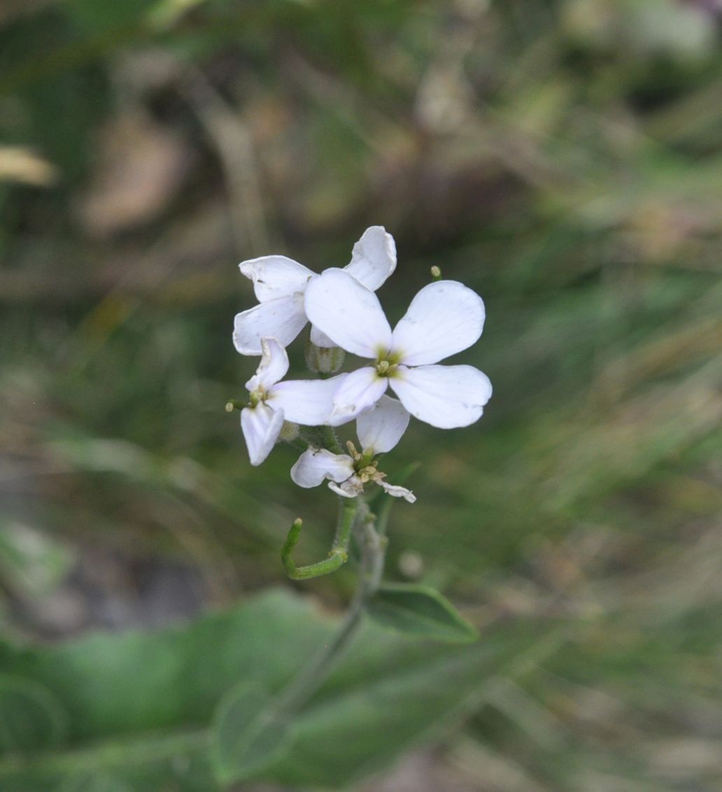 Image of genus Hesperis specimen.