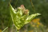 Cirsium oleraceum. Соцветия в окружении присоцветных листьев. Ленинградская обл., Волосовский р-н, верхнее течение р. Оредеж, суходольный луг. 14.07.2018.