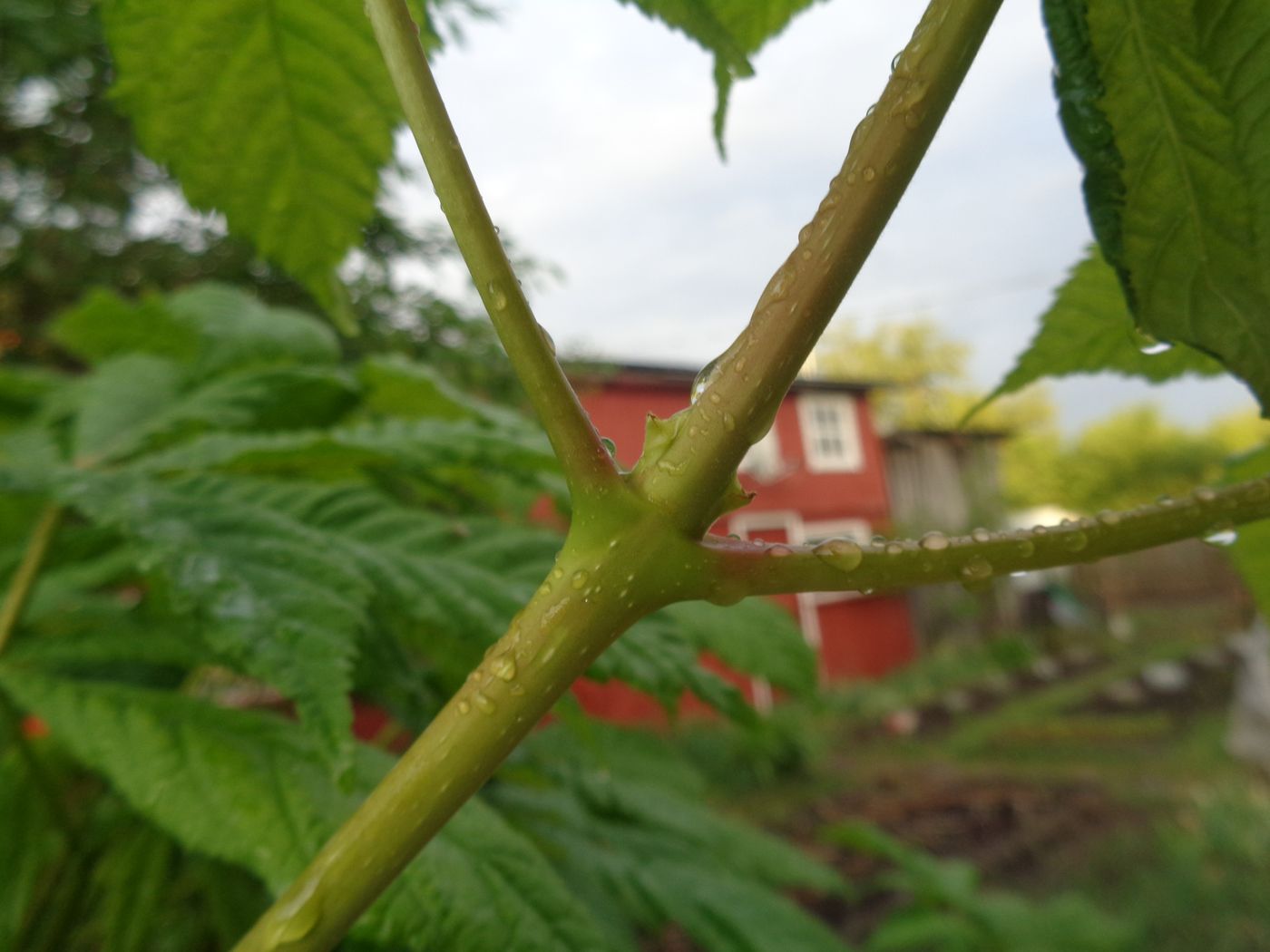 Изображение особи Aesculus hippocastanum.