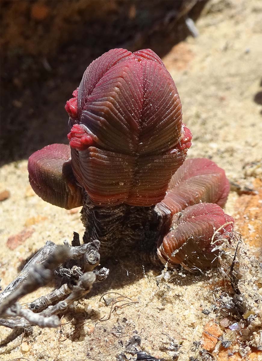 Image of Crassula pyramidalis specimen.