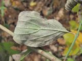 Cornus mas