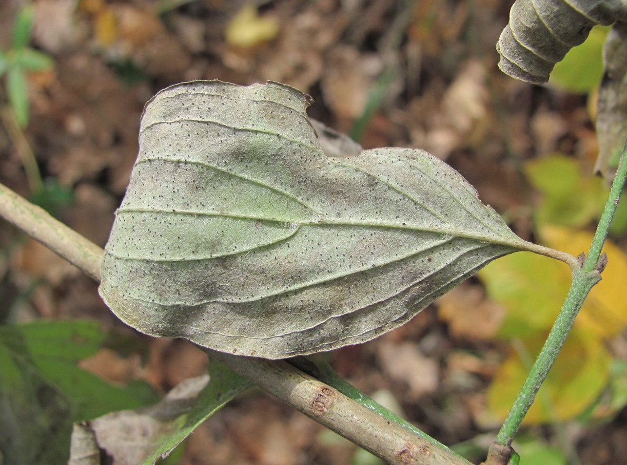 Image of Cornus mas specimen.