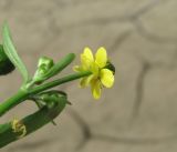 Ranunculus sceleratus. Верхушка веточки с цветком и бутонами. Дагестан, Кумторкалинский р-н, берег р. Шураозень. 06.05.2018.