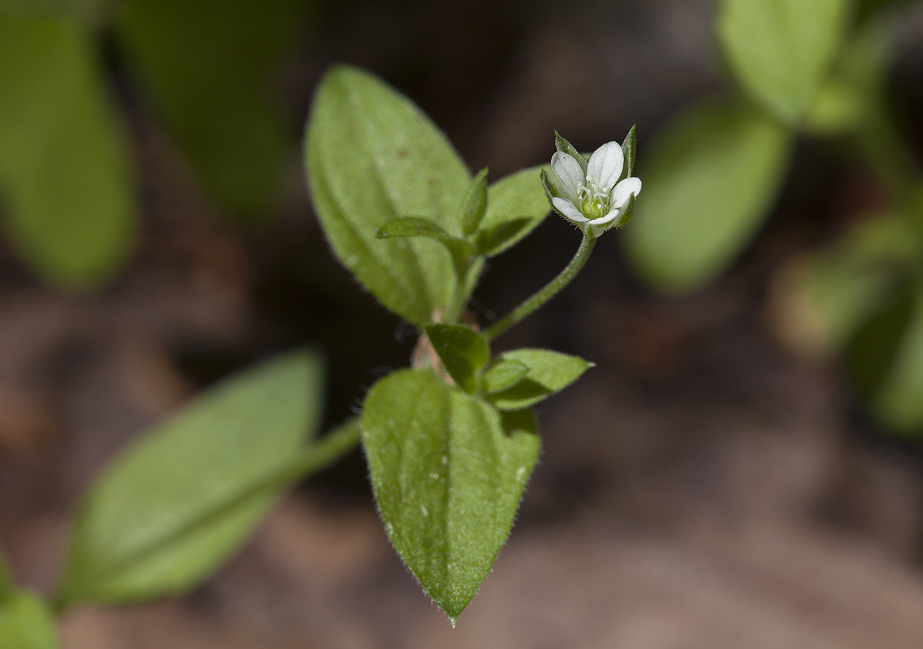 Изображение особи Moehringia trinervia.