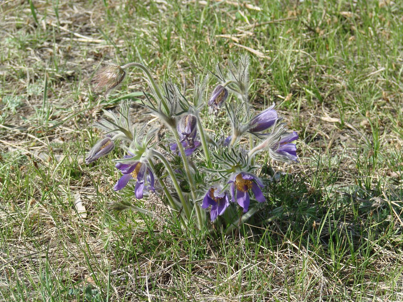 Image of Pulsatilla turczaninovii specimen.