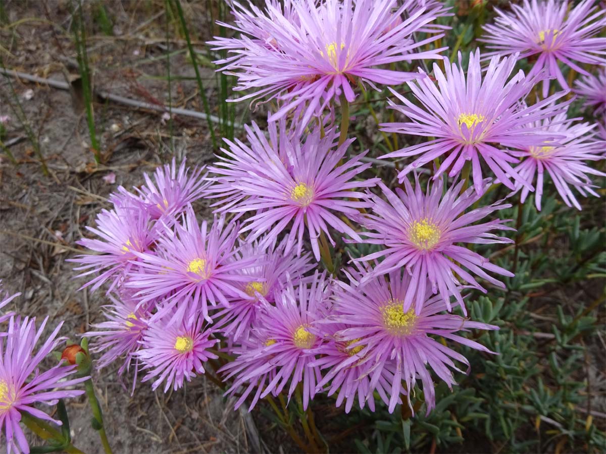 Изображение особи Lampranthus falcatus.