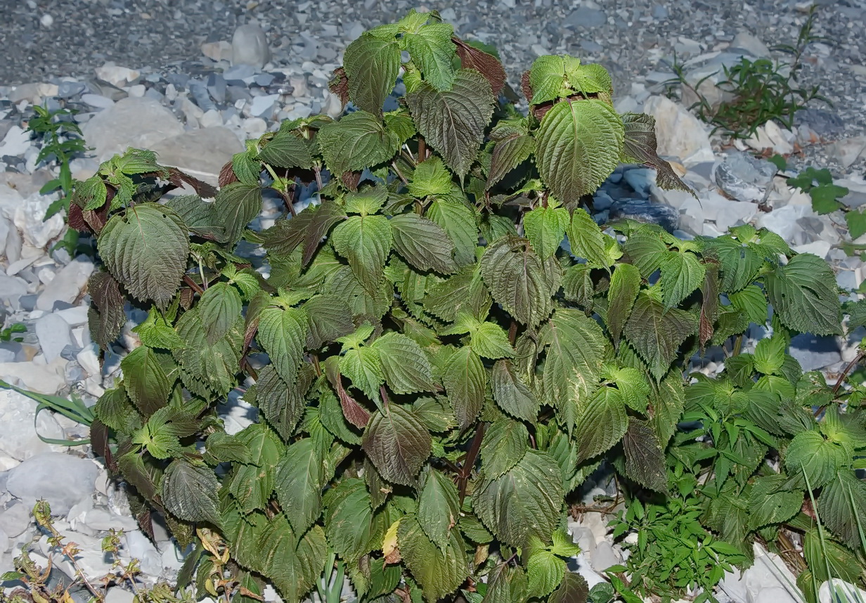 Image of Perilla nankinensis specimen.