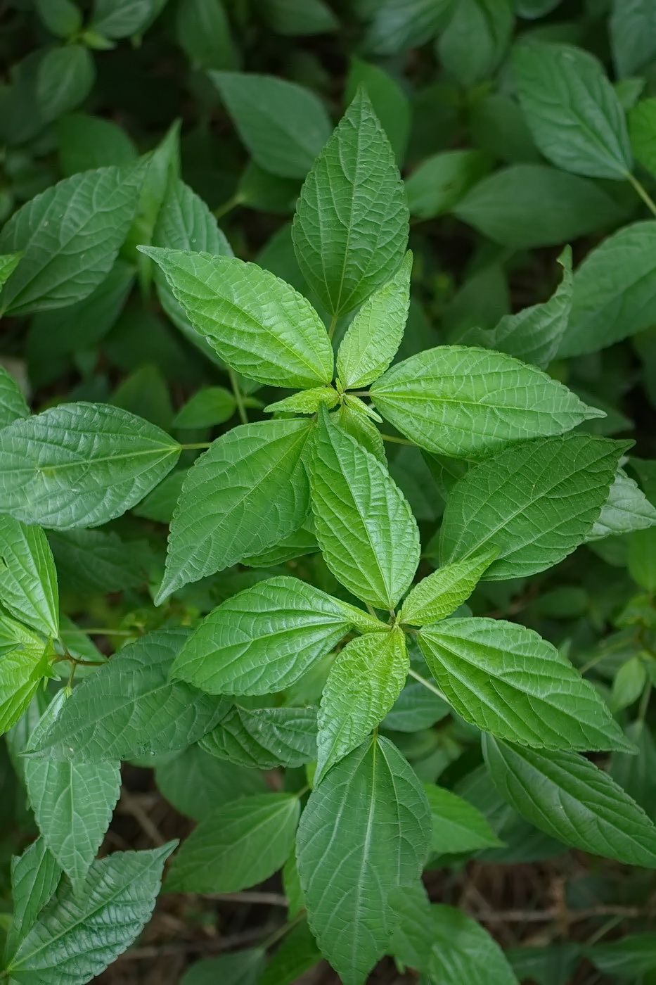 Изображение особи Acalypha australis.