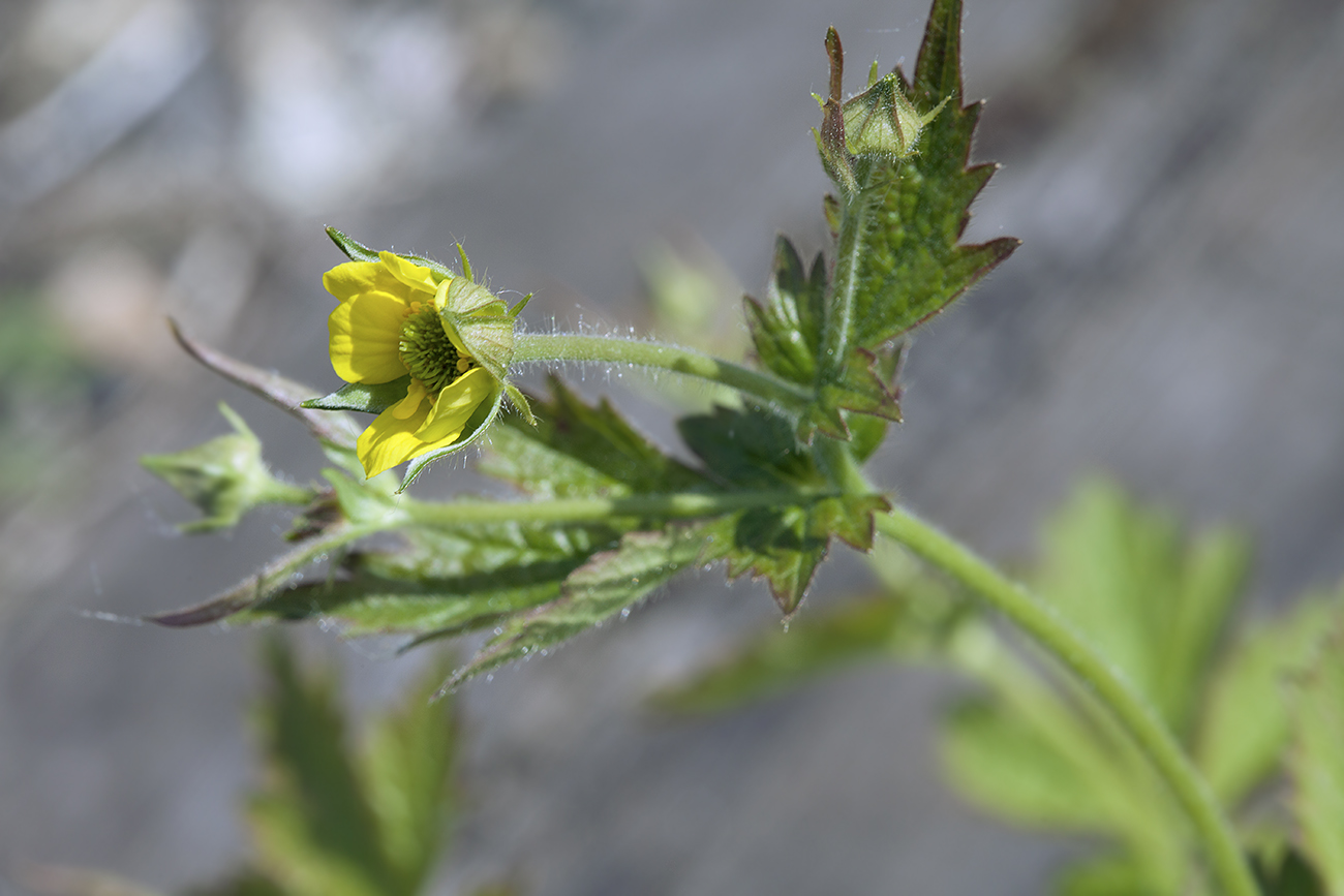 Image of Geum &times; intermedium specimen.