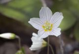 Oxalis acetosella