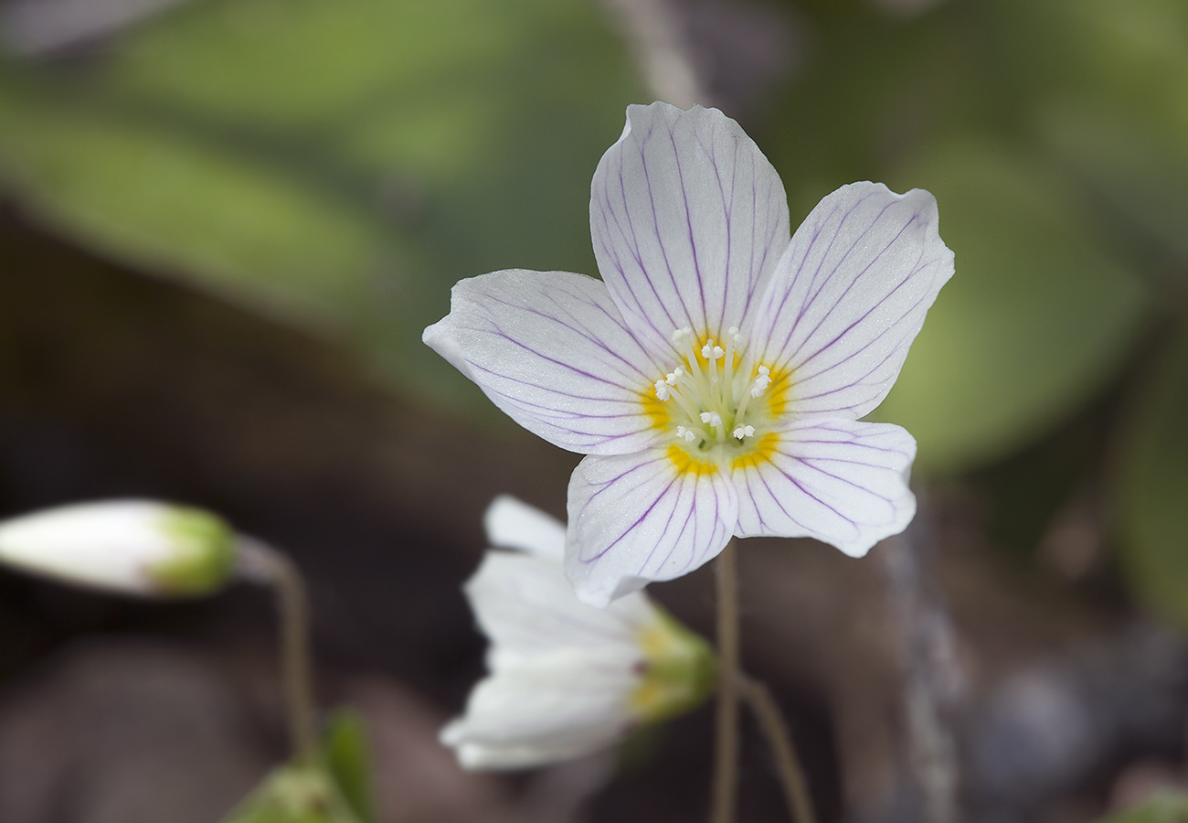 Изображение особи Oxalis acetosella.