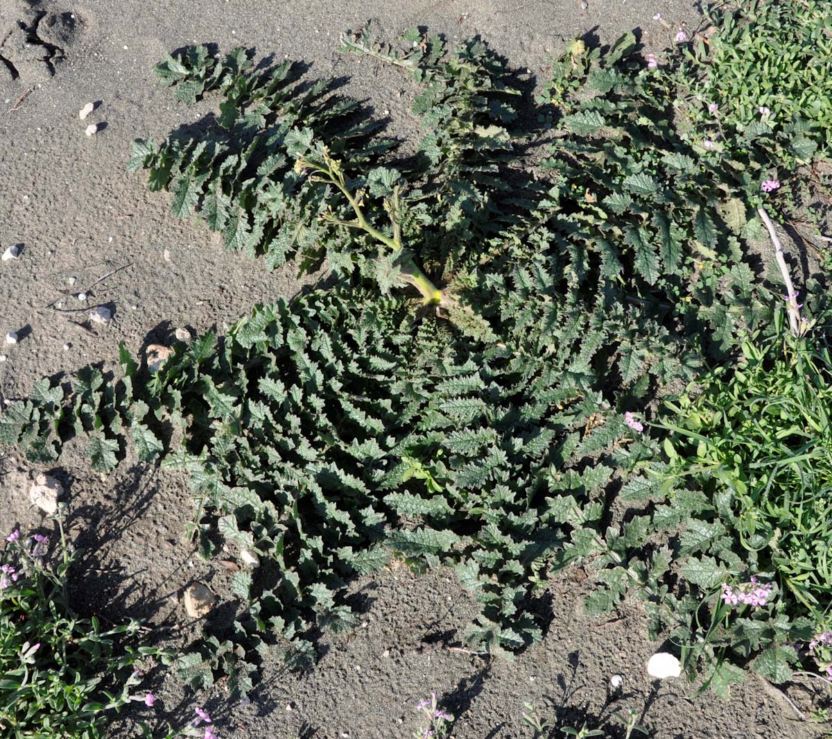 Изображение особи Brassica tournefortii.