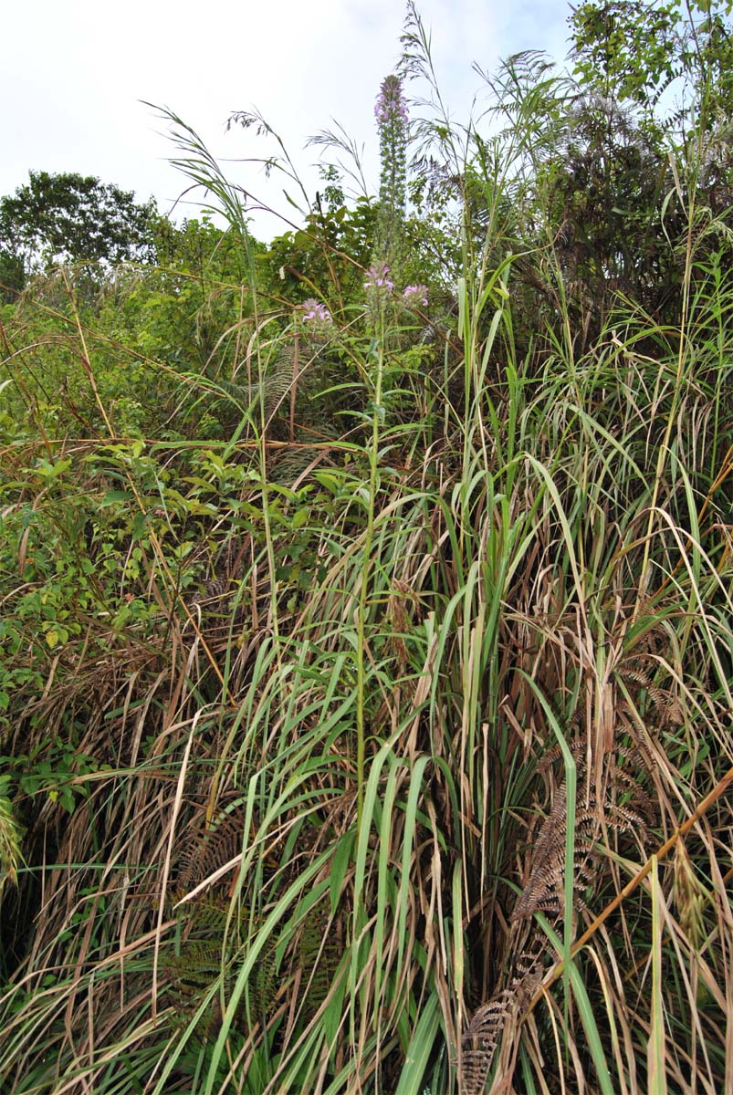 Image of Lobelia fistulosa specimen.