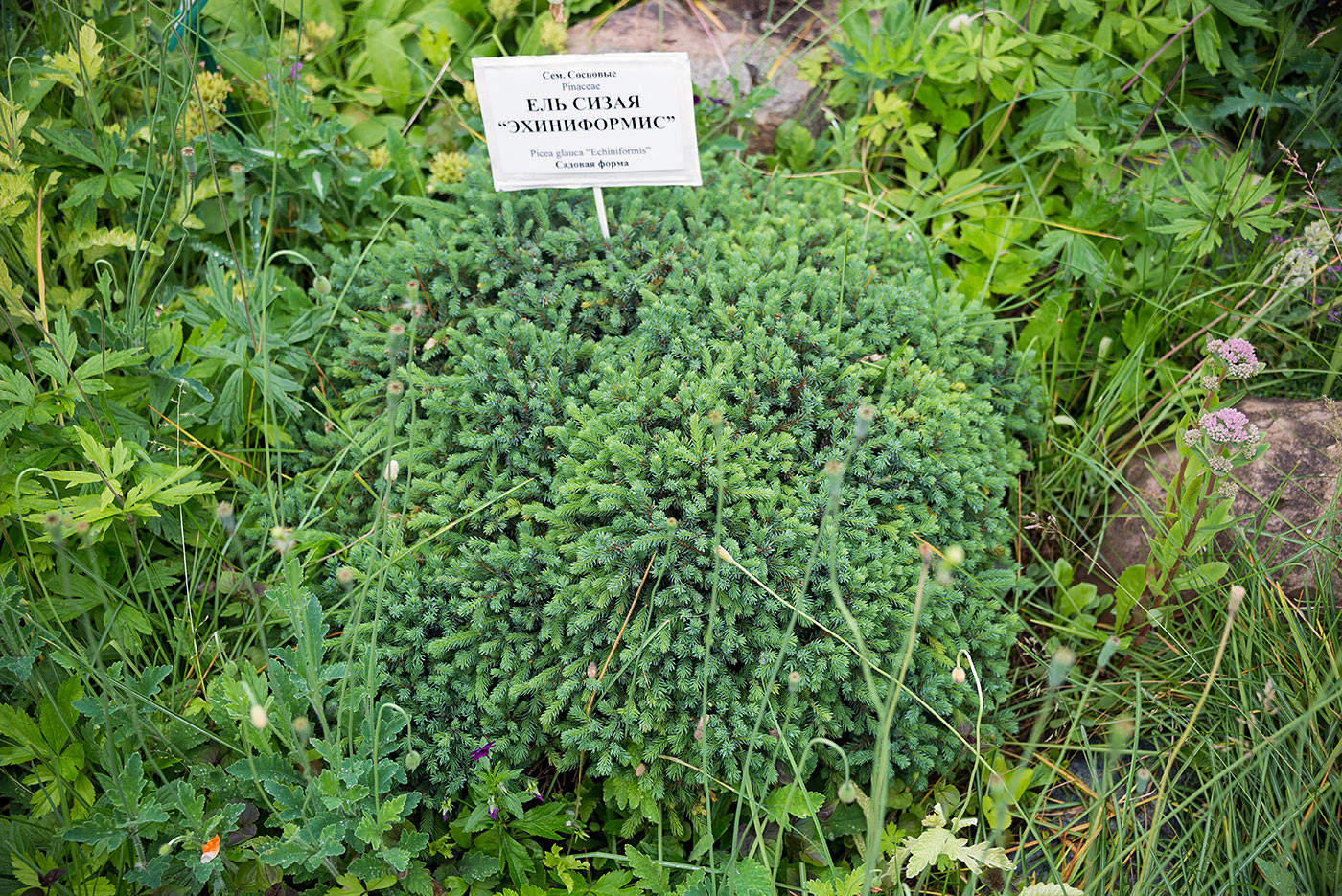 Image of Picea glauca specimen.