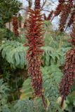 Melianthus major. Соцветие. Испания, Каталония, г. Барселона, гора Монжуик, в культуре. 30.03.2019.