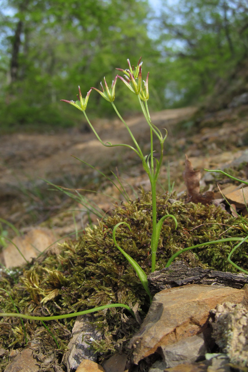 Image of Gagea chrysantha specimen.