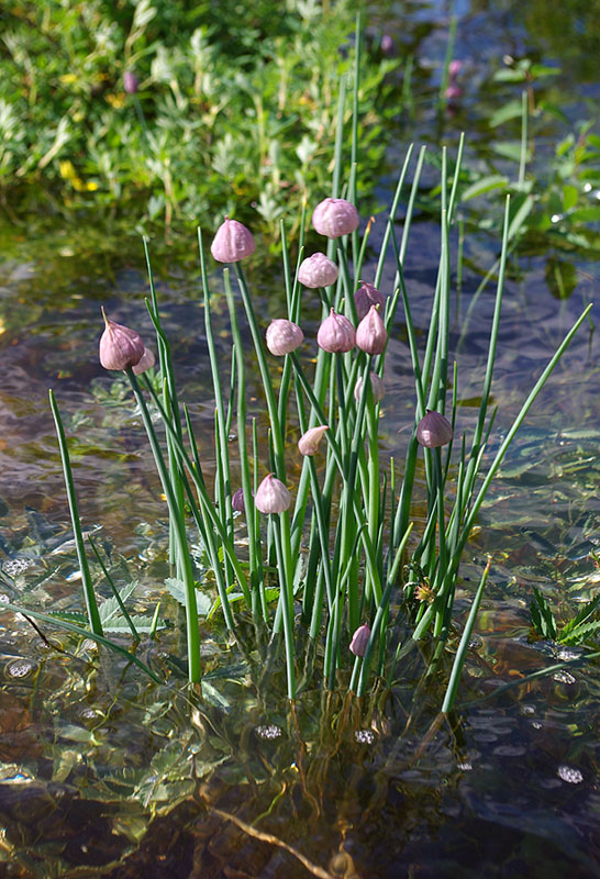 Image of Allium schoenoprasum specimen.