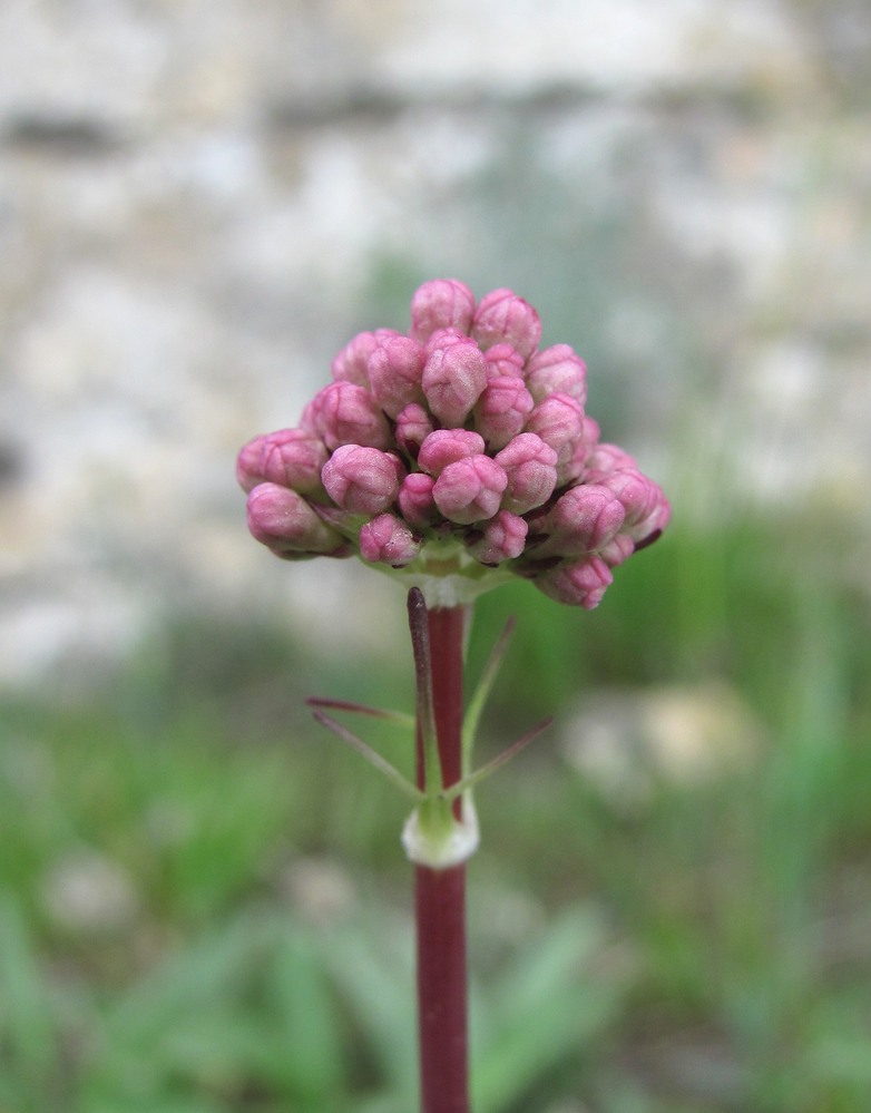 Изображение особи Valeriana tuberosa.