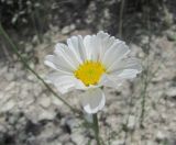 Anthemis fruticulosa