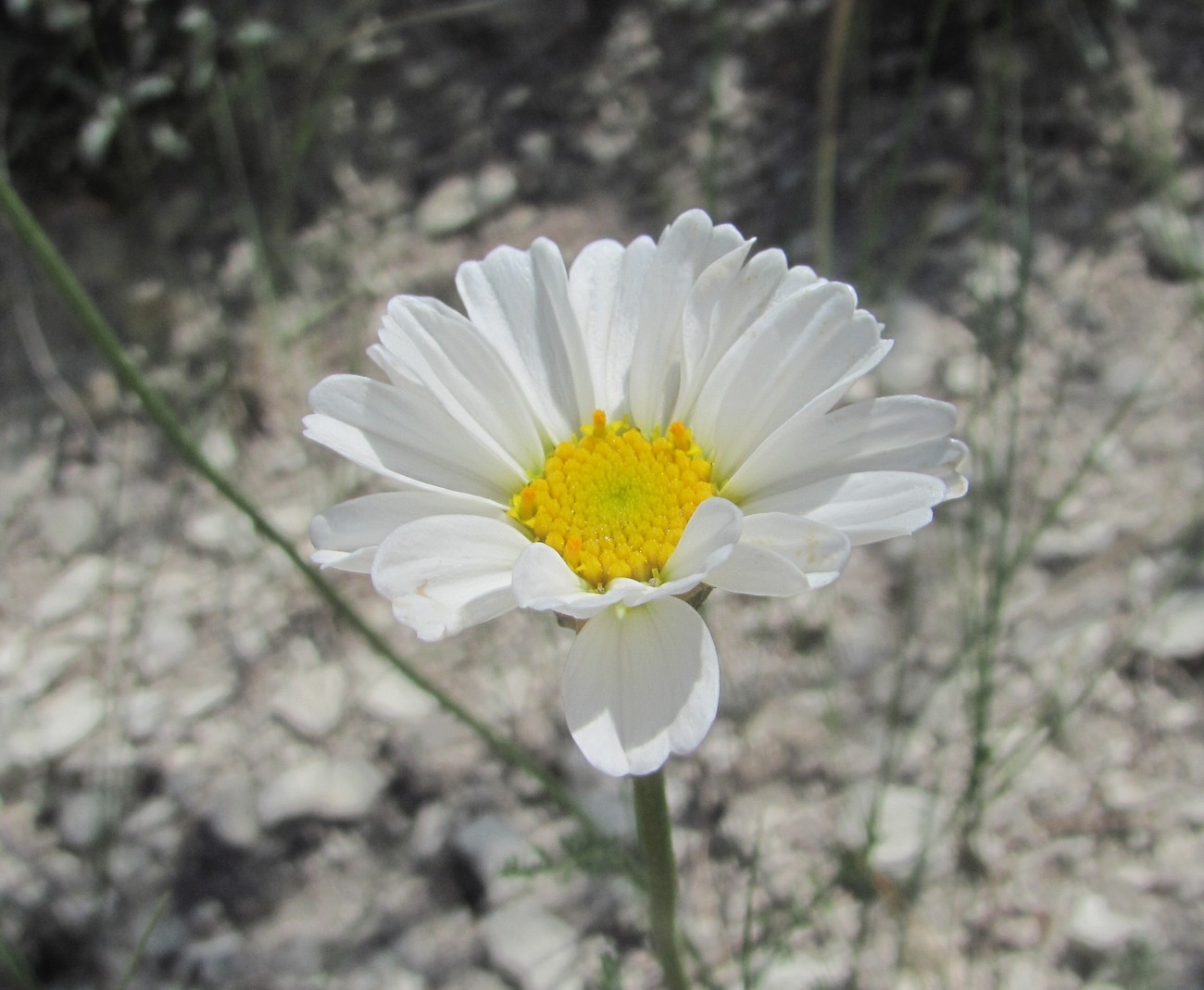 Изображение особи Anthemis fruticulosa.