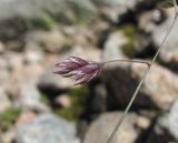 семейство Poaceae. Часть веточки с колосками. Кабардино-Балкария, Эльбрусский р-н, долина р. Каяртысу, ок. 2700 м н.у.м., каменистая осыпь. 02.07.2019.